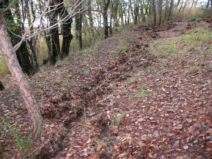 Fatte e segni di  presenza in pineta in riva al lago